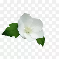 栀子花绞刑架-服装-空若网 栀子花绞刑架-服装-空若网