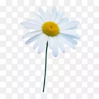 �ջ�ţ�۳���pngͼƬͼ�񻨲ݳ���-������