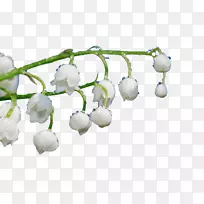 小枝水仙花-空若网 小枝水仙花-空若网