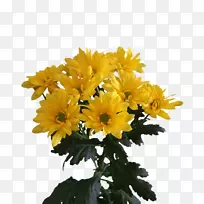 菊花切花-空若网 菊花切花-空若网