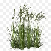 草本植物观赏草夹艺术png图片图像天空郁郁葱葱-空若网 草本植物观赏草夹艺术png图片图像天空郁郁葱葱-空若网
