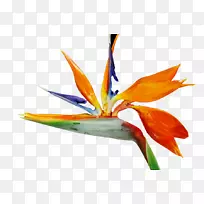 开花植物橙S.A.植物-永恒-空若网 开花植物橙S.A.植物-永恒-空若网