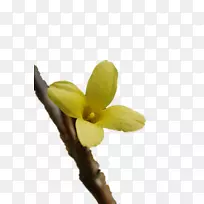 花瓣Naver博客png图片芽植物茎-连翘-空若网 花瓣Naver博客png图片芽植物茎-连翘-空若网