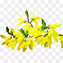 Naver博客png图片植物茎google图像叶-forsycje-空若网 Naver博客png图片植物茎google图像叶-forsycje-空若网