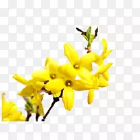 切花植物茎开花植物连翘-空若网 切花植物茎开花植物连翘-空若网