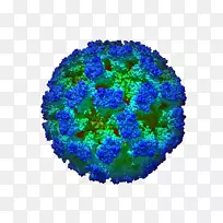 多面体病毒衣壳-空若网 多面体病毒衣壳-空若网