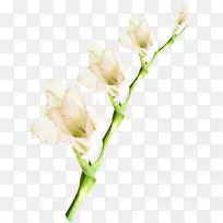 �л�ֲ�ﻨ�����.ˮ��Ҷ-������