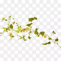 ��������ɫ������.ˮ�ʻ�Ҷ��-������