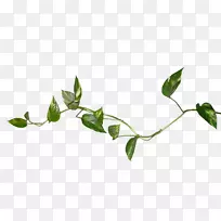 ����Ҷ�����ֽ������ˮ�ʻ�Ҷ-������