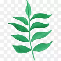 叶植物茎水彩画.水彩叶-空若网 叶植物茎水彩画.水彩叶-空若网