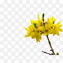 植物茎枝开花植物连翘-空若网 植物茎枝开花植物连翘-空若网