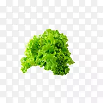 蔬菜png图片蔬菜食品图像.绿色生菜-空若网 蔬菜png图片蔬菜食品图像.绿色生菜-空若网