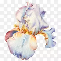 Ë®²Ê»£ºÏÊ»¨Ë®²Ê»ÉãӰͼÏñÊֻ浰¸â-¿ÕÈôÍø Ë®²Ê»£ºÏÊ»¨Ë®²Ê»ÉãӰͼÏñÊֻ浰¸â-¿ÕÈôÍø