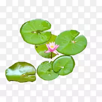 °ÙºÏ»¨¼ôÌù»pngͼƬͼÏñ¿ª·Å²¿·Öũҵ±³¾°-¿ÕÈôÍø °ÙºÏ»¨¼ôÌù»pngͼƬͼÏñ¿ª·Å²¿·Öũҵ±³¾°-¿ÕÈôÍø