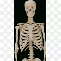 骨骼系统骨解剖人体骨骼-空若网 骨骼系统骨解剖人体骨骼-空若网
