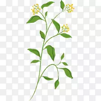 黄春花透明图像-空若网 黄春花透明图像-空若网