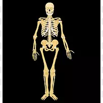 骨骼系统人体骨骼标签解剖-骨骼-空若网 骨骼系统人体骨骼标签解剖-骨骼-空若网