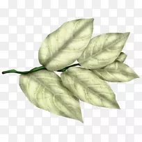 中心博客图片png图片选集-叶子-空若网 中心博客图片png图片选集-叶子-空若网