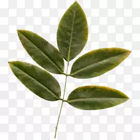 叶纳弗博客png图片植物茎土坯-空若网 叶纳弗博客png图片植物茎土坯-空若网