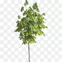 树型可移植网络图形枝叶灌木-树-空若网 树型可移植网络图形枝叶灌木-树-空若网