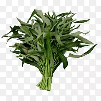 水菠菜png图片图像蔬菜工程-蔬菜-空若网 水菠菜png图片图像蔬菜工程-蔬菜-空若网