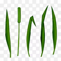 Ҷ��Ʒ��ֲ�ﾥ�Ǳ���-������