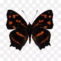 ������������ͼƬ-����-������