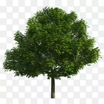 澳大利亚本土树木绘画剪贴画-树木-空若网 澳大利亚本土树木绘画剪贴画-树木-空若网