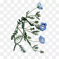 花叶花卉设计菊苣植物茎-花图-空若网 花叶花卉设计菊苣植物茎-花图-空若网