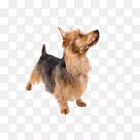 澳大利亚猎犬澳大利亚丝绸猎犬诺维奇猎犬诺福克猎犬约克郡猎犬澳大利亚猎犬-空若网 澳大利亚猎犬澳大利亚丝绸猎犬诺维奇猎犬诺福克猎犬约克郡猎犬澳大利亚猎犬-空若网