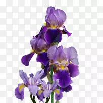 北蓝旗开花植物虹膜科png图片.花-空若网 北蓝旗开花植物虹膜科png图片.花-空若网