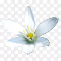 ���꿪��ֲ��-������