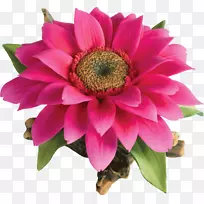 切花洋红色一年生植物开花植物-美丽的花-空若网 切花洋红色一年生植物开花植物-美丽的花-空若网