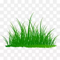 纳弗博客甜草插图草-灰发-空若网 纳弗博客甜草插图草-灰发-空若网