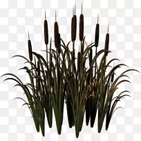 计算机软件剪辑艺术草花盆日记-空若网 计算机软件剪辑艺术草花盆日记-空若网