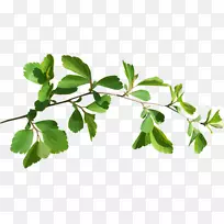 树枝枝叶图像png图片.书页-空若网 树枝枝叶图像png图片.书页-空若网