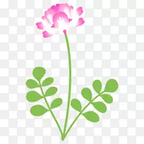 黄芪插图植物开花植物-空若网 黄芪插图植物开花植物-空若网