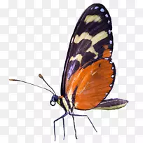 帝王蝴蝶昆虫插图图-空若网 帝王蝴蝶昆虫插图图-空若网