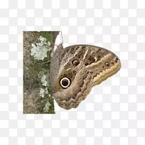 蝴蝶昆虫猫头鹰-空若网 蝴蝶昆虫猫头鹰-空若网