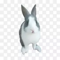 家养兔须-空若网 家养兔须-空若网