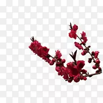 小枝开花植物.开花树-空若网 小枝开花植物.开花树-空若网