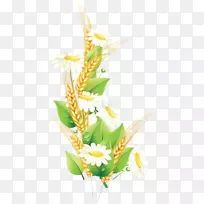 花封装后记线艺术-小麦-空若网 花封装后记线艺术-小麦-空若网