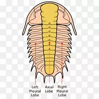 À¥³æÈýÒ¶³æ»¯Ê¯½ÚÖ«¶¯Îï-¿ÕÈôÍø À¥³æÈýÒ¶³æ»¯Ê¯½ÚÖ«¶¯Îï-¿ÕÈôÍø