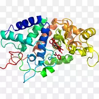 剪贴画有机体线体首饰产品.蕨类植物领域-空若网 剪贴画有机体线体首饰产品.蕨类植物领域-空若网
