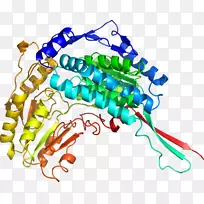 剪贴画线点有机体-IHC-空若网 剪贴画线点有机体-IHC-空若网