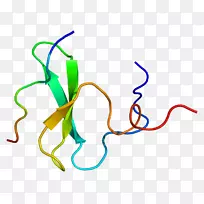 YAP 1蛋白癌基因癌-空若网 YAP 1蛋白癌基因癌-空若网
