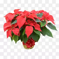 ĵ�����󻨻���Ȼ-ĵ��-������