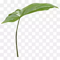 png图片图像adobe Photoshop封装的PostScript海报.花线图-空若网 png图片图像adobe Photoshop封装的PostScript海报.花线图-空若网