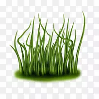 pngͼƬͼÏñjpegÂÌɫֲÎï.Ö²Îï-¿ÕÈôÍø pngͼƬͼÏñjpegÂÌɫֲÎï.Ö²Îï-¿ÕÈôÍø