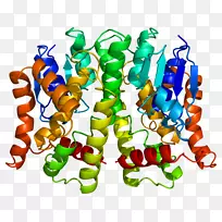 谷胱甘肽s-转移酶mu1gstt 2 GSTT 1-空若网 谷胱甘肽s-转移酶mu1gstt 2 GSTT 1-空若网